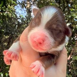Sage - Red tri-color female Australian Shepherd puppy in Inverness, Florida from Swamp Puppy Canine Kennel