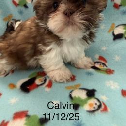 Calvin - Liver and white male Shih Tzu puppy in Jasper, Indiana from Jacob’s Spoiled Shih Tzu