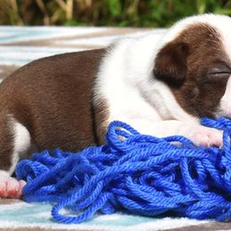 Boston Terrier Puppies from Bull Branch Bostons