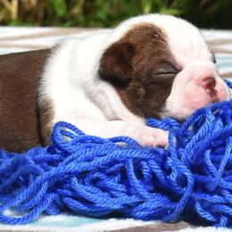 Boston Terrier Puppies from Bull Branch Bostons