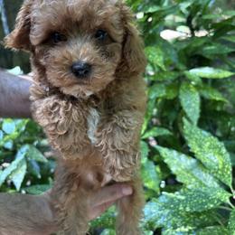 Charlie - Apricot male Poodle puppy in Apex, North Carolina from Happy puppies
