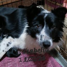Isabella - Border Collie