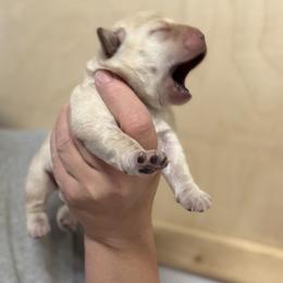 Girl 3 - Yellow female Labrador Retriever puppy in Strafford, New Hampshire from Alley Rock Labradors, LLC