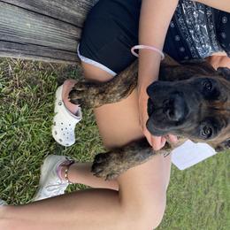 Cane Corso Puppies from Relic Cane Corso