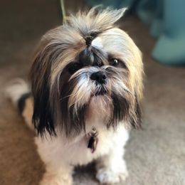 Chloe - Shih Tzu