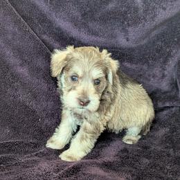 Elsa - Liver female Miniature Schnauzer puppy in Ferndale, Washington from Blackhorse Schnauzers Washington state