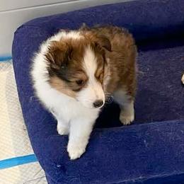Shetland Sheepdog Puppies from Fancypants Shetland Sheepdogs