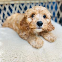 Taylor - male Cavapoochon puppy in Natural Bridge, Virginia from Rockbridge Puppies
