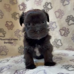Alfie - Black and white male Havanese puppy in Lovingston, Virginia from Tye River Havanese