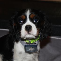 Theo - Cavalier King Charles Spaniel
