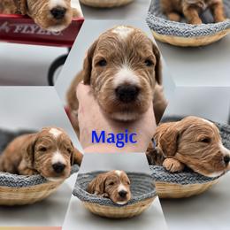 Magic - Apricot male Goldendoodle puppy in Summerville, South Carolina from Channys Doodles