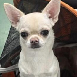 Bella - Chihuahua