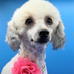 Elsa - Poodle