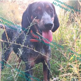 Lady Bird - Bluetick Coonhound