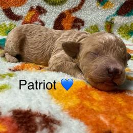 Patriot - Apricot male Poodle puppy in Greensburg, Kentucky from Doodle Me Crazy