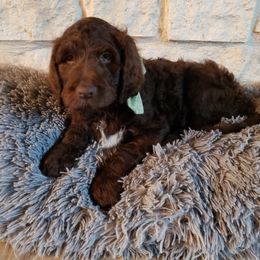 Labradoodle Puppies from TLC Labradoodles