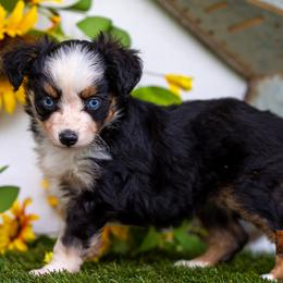 Poppy - Black tri female Toy Australian Shepherd puppy in Granbury, Texas from Best Little Aussies