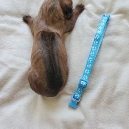 Rhodesian Ridgeback Puppies from Monarch Rhodesian Ridgebacks