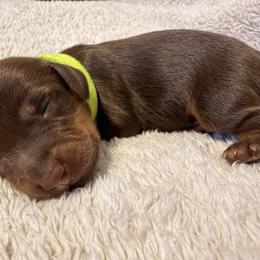Dachshund Puppies from KhloeKPuppies