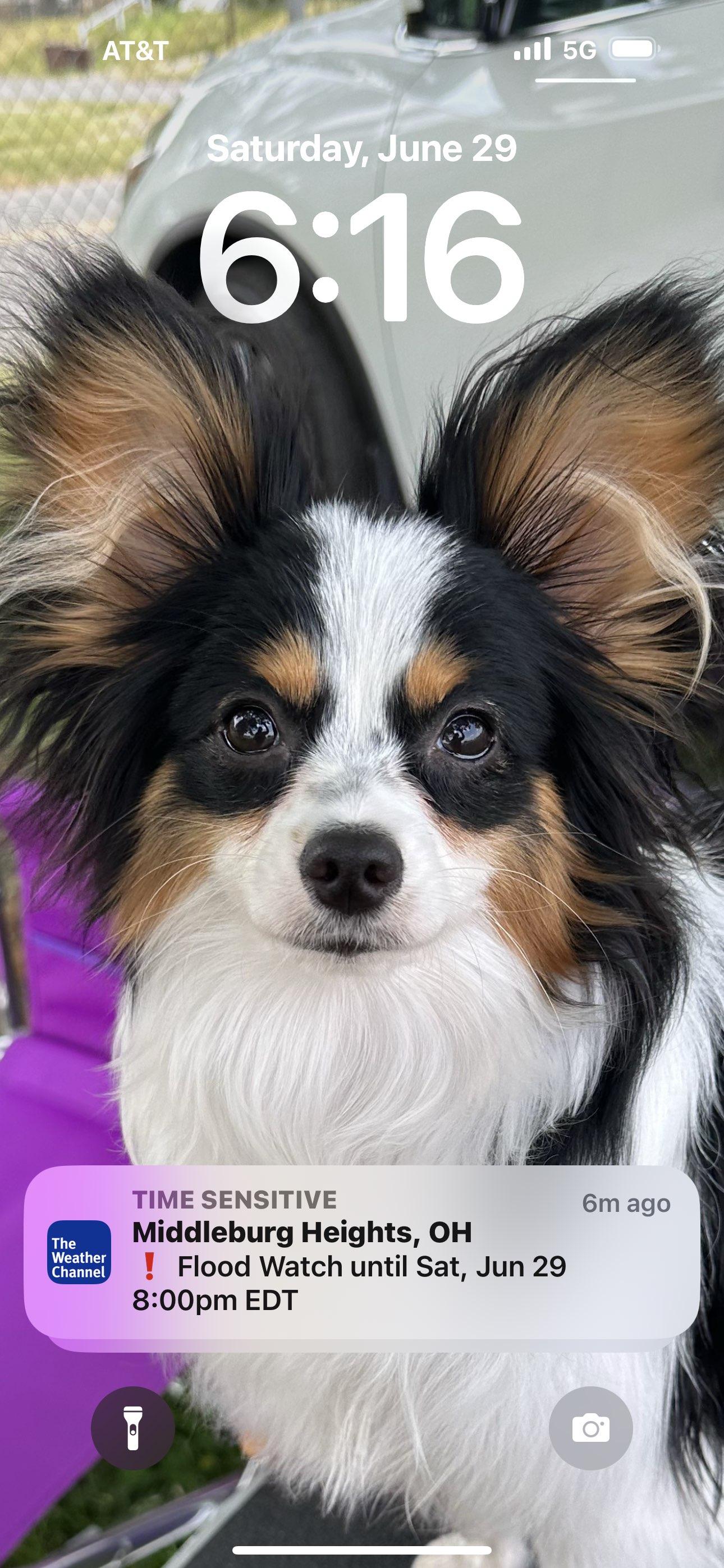 25 cute Papillon puppies for sale in Cleveland, Ohio | Good Dog