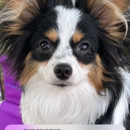 Dolly - Papillon