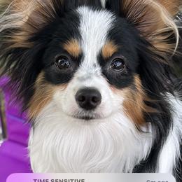 Dolly - Papillon