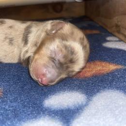Boy 1 - Dapple male Dachshund puppy in Tennessee Colony, Texas from Hairy Wieners