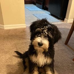 Bernedoodle Puppies from Haj Paj Bernedoodles