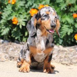 Sammy - Dapple female Dachshund puppy in Red Bud, Illinois from Midwest Miniature Dachshunds