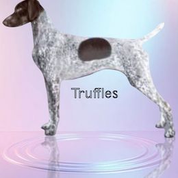 Truffles - German Shorthaired Pointer