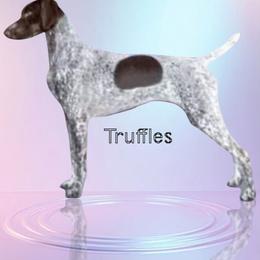 Truffles - German Shorthaired Pointer