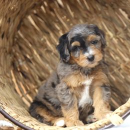 Aussiedoodle and Poodle Puppies from Cedar Wood Farms
