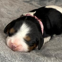 Girl 4 - Tri-color female Cavalier King Charles Spaniel puppy in Calhoun, Georgia from Cavis at Wryah Farm