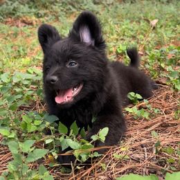 Ozzy (cuddle bug) - Black male Pomeranian puppy in Hughes Springs, Texas from Hughes Springs Tx Poms