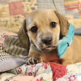 Boy 1 - Cream male Dachshund puppy in Laurel, Mississippi from Kissinger Dachshunds