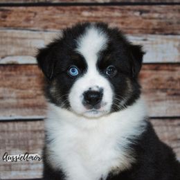 Miniature Australian Shepherd Puppies from Aussie Amor