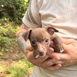 Sombrero - Chocolate male Chihuahua puppy in East Camden, Arkansas from RoyAl