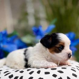 Mochi - Black tan and white male Biewer Terrier puppy in Lathrop, California from Forever Charmed