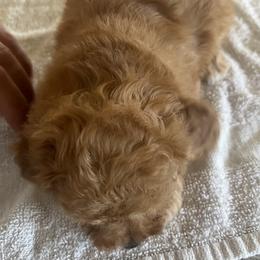 Poodle Puppies from ItalianToyPoodles