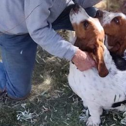Basset Hounds from Christine's Basset Hounds