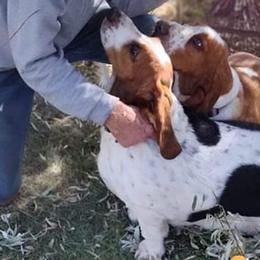 Basset Hounds from Christine's Basset Hounds