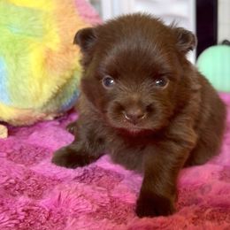 Boy 1 - Chocolate male Pomeranian puppy in Vermont from Poms All Day