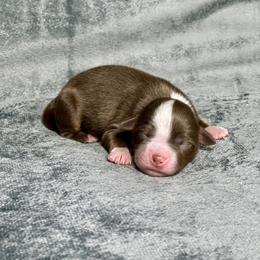 Cupid - Red tri male Toy Australian Shepherd puppy in Lincoln, California from Country Dreams Mini Aussies