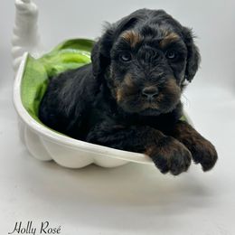Holly Rosé - Phantom female Bernedoodle puppy in Thornville, Ohio from Four Front Doodles & Friends