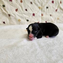 Cookie - Black tri female Toy Australian Shepherd puppy in Snowflake, Arizona from Halfpint Aussies