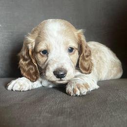 Junebug - Piebald male Dachshund puppy in Highland, California from BAES Teufelshunde