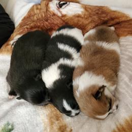 Pomeranian Puppies from Argetsinger Poms