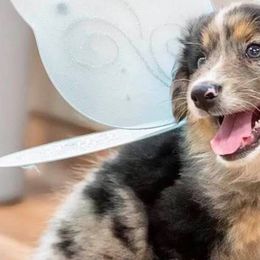Australian Shepherds from Land’s End Australian Shepherds