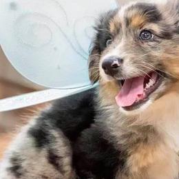 Australian Shepherds from Land’s End Australian Shepherds