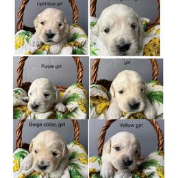 5th pick girl - Light golden female Golden Retriever puppy in Petaluma, California from Contango Goldens